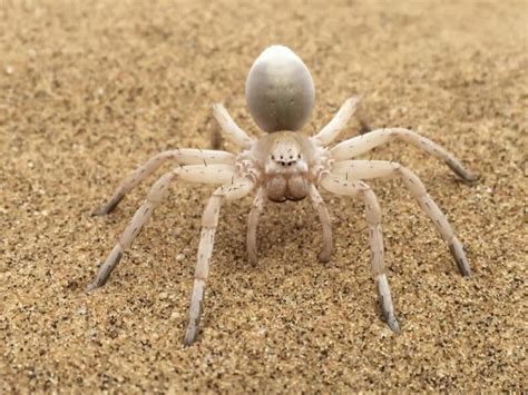 Spiders in Portugal: 7 Spider Species Found in Portugal